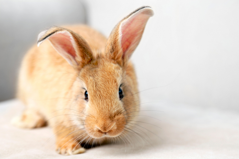 lapin lapin